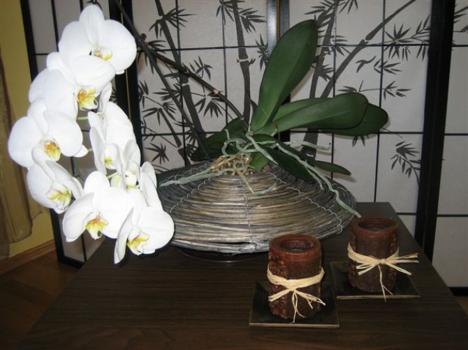 ALLOA STUDIO KOSMETYKI NATURALNEJ