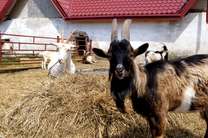 Pałac Parkowy w Parnowie